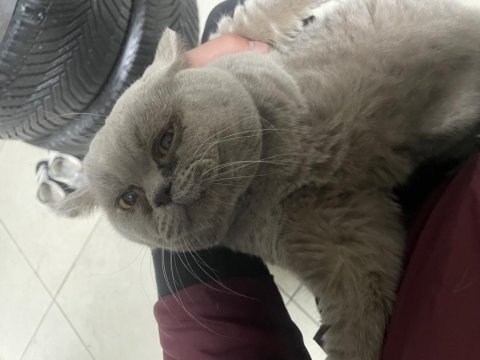 Kedimiz uysaldır