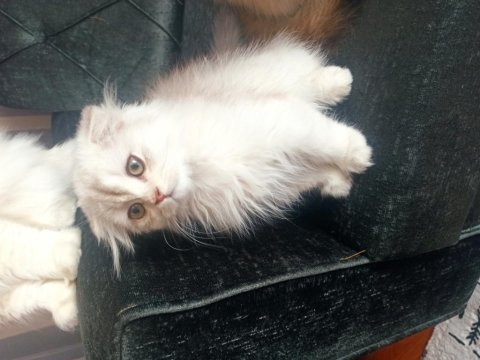 Dişi scottish fold longhair 3.5 aylık