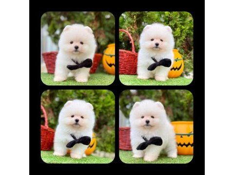 Erkek dişi pomeranian yavrular