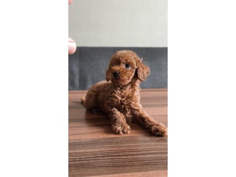 Teacup toy poodle yavrularımız