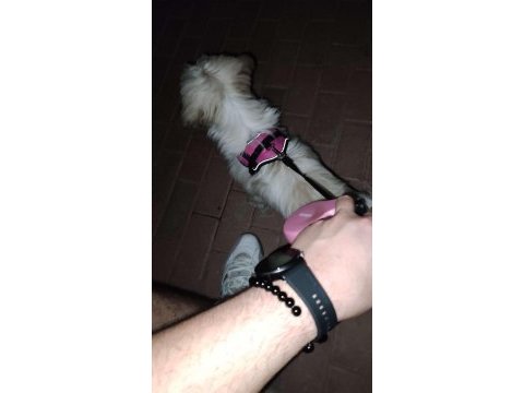 Safkan dişi shih tzu evayı sahiplendiriyorum