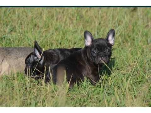 French buldog bebekler