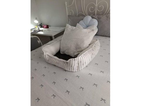 4 aylık toy poodle safkan bakımlı aşıları tam