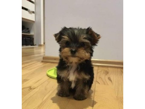 Yorkshire terrier yavru