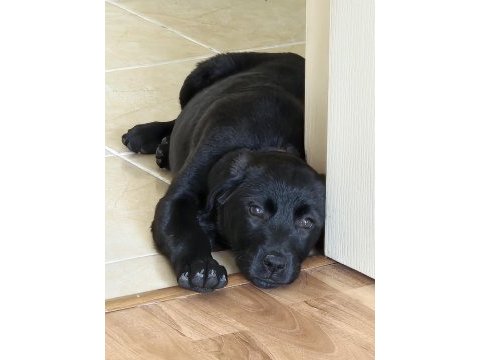 Labrador melez yavru