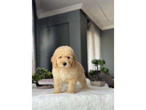 Çeşit çeşit labradoodle bebekler miyatür dev