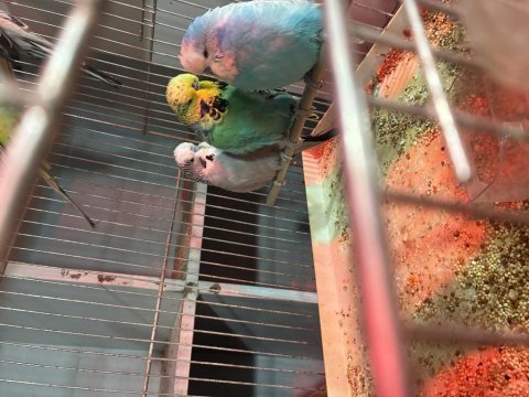 Jumbo, japones, çek muhabbet kuşu çiftler