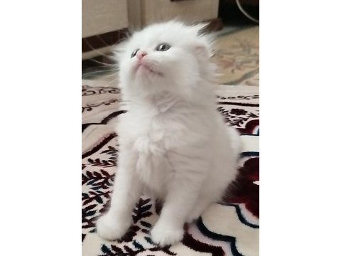 Köpük balım scottish fold