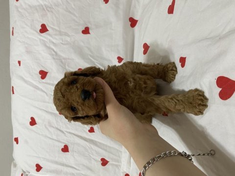 Toy poodle erkek dişi yavrularımız teslime hazır