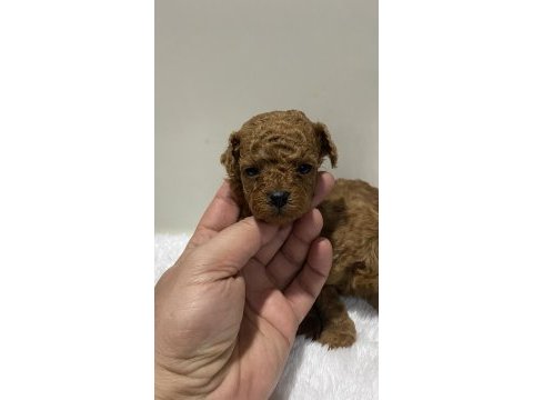 Teacup kore kan 1 aylık poodle yavrular