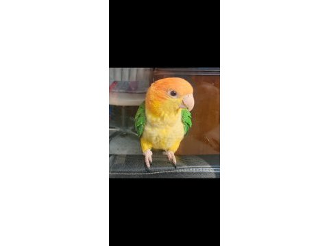 Caique kayık papağanı