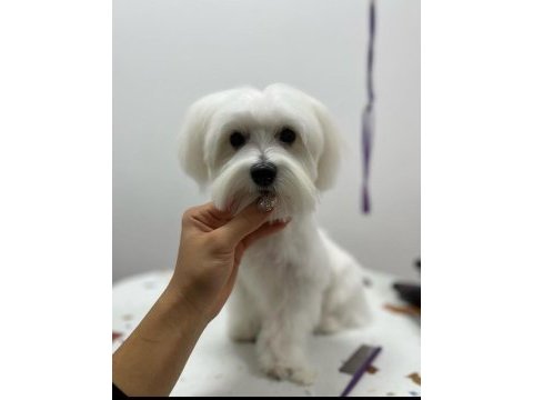Maltese terrier tüm aşıları tamdır çipli pasaportlu