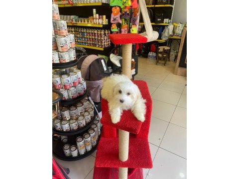 Maltese terrier yavrular