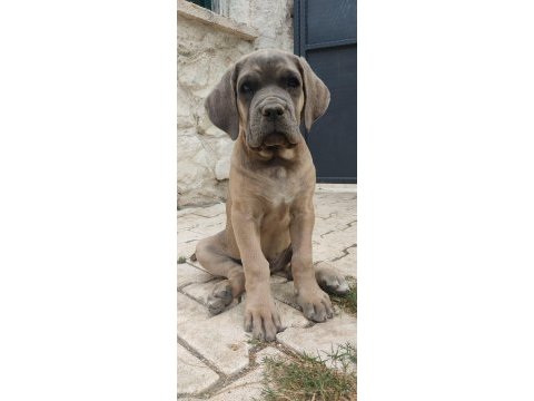 Dev dişi aslan cane corso