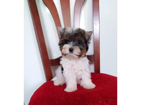 Yorkshire terrier ve biweryork yavrular