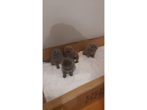Safkan scottish fold yavru kediler