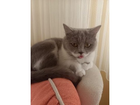 Minik british shorthair betamız yeni yuvasını arıyor