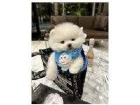 Pomeranian boo yavrular