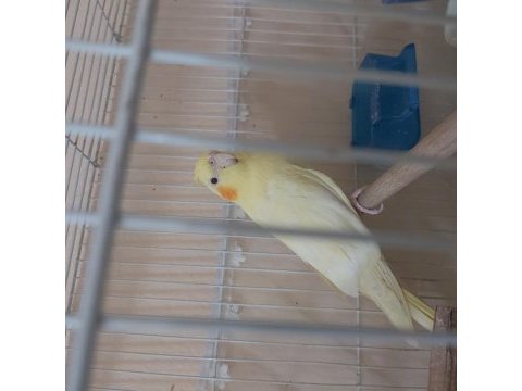 Sultan papağanımız limon satışta