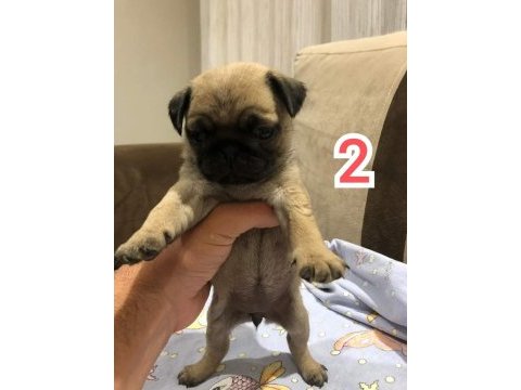 Muhteşem pug mops bebek köpekler