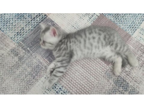 Güzellik abidesi british shorthair kedimiz