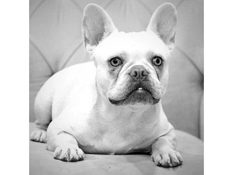 Lilac tan platınum french bulldog köpeğimiz