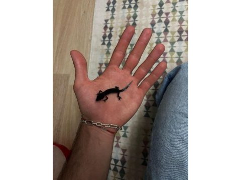 Black nghıt leopard gecko
