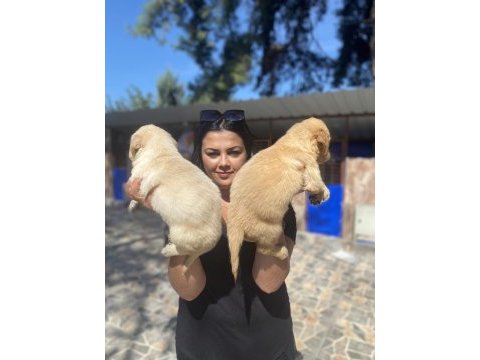 Safkan golden retriever yavrularım