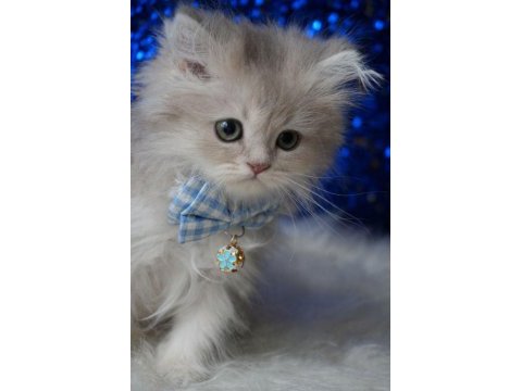 Safkan blue golden british bebek
