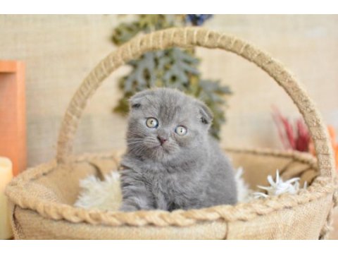 Duman grisi scottish fold shorthair 