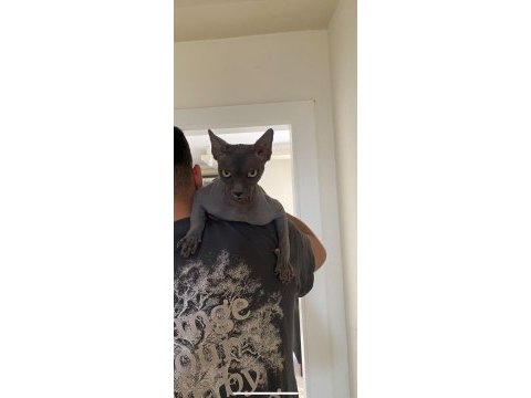 Safkan erkek sfenks kedimize dişi arıyoruz