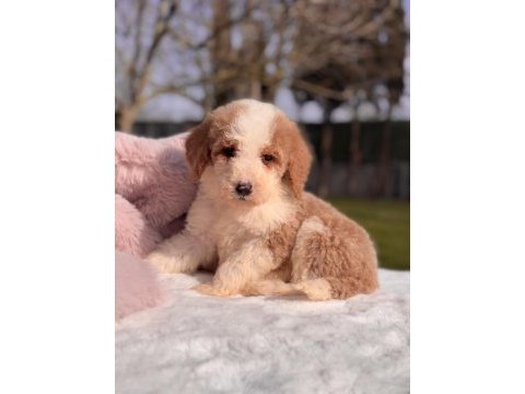Mini labradoodle yavrular