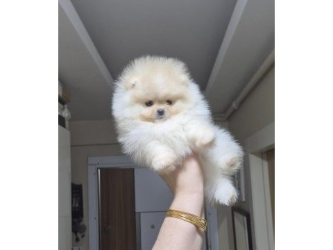Üst kalite teacup pomeranian orijinal ırk minik prenses