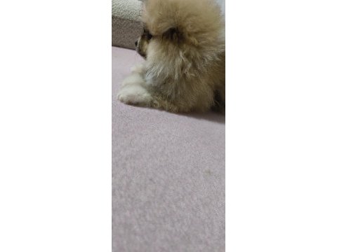 Pomeranian erkek ve dişi yavrularımız