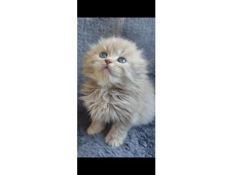 Scottish fold sıfır kulak