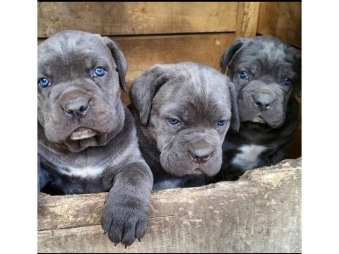 Safkan cane corso erkek dişi yavrularımız