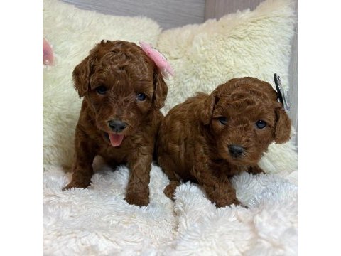 Toy poodle yavruları