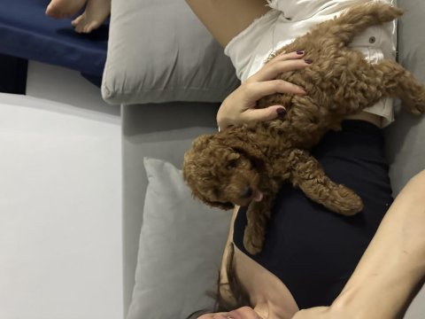 Sahibinden toy poodle