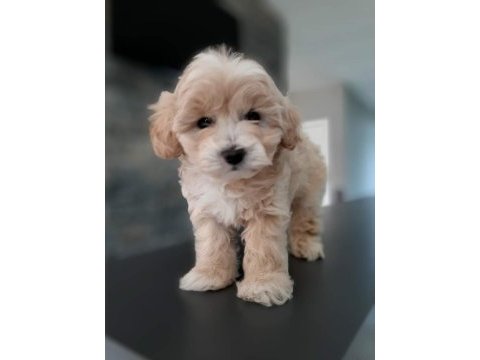 Tea cup maltipoo yavrulari istanbul 