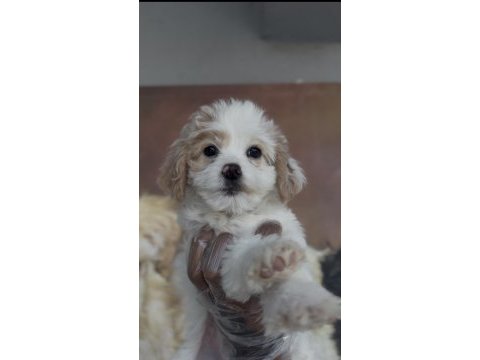 Özel maltipoo yavruları