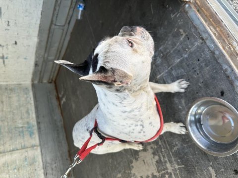 Korsan french bulldog