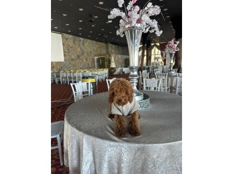 Toy poodle 6 aylık
