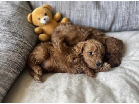Bisküvi tadında poodle yavrular