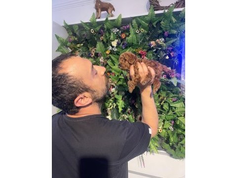 Safkan poodle yavrularımız yeni yuvalarını arıyor