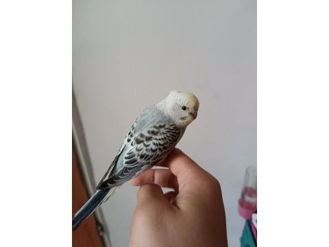 Ele alıştırmalık yavru muhabbet kuşları