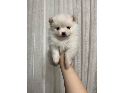 Pomeranian boo 3 aylık yavrularımız