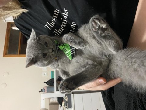 Sevecek iyi bakacak aile arıyoruz british shorthair