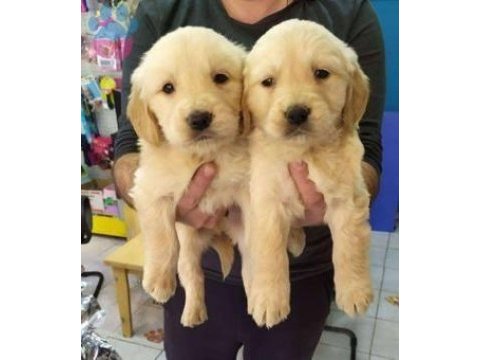 Orginal golden retriever safkan