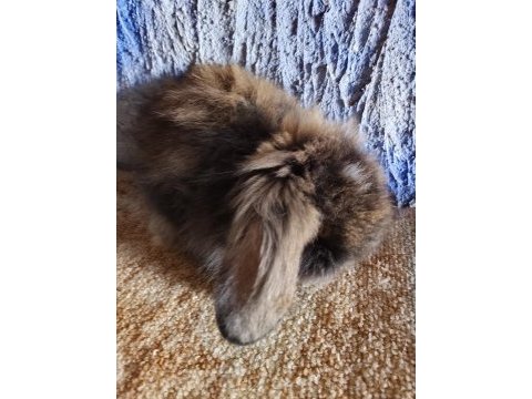 Teddy lop tavşan yavrular mavi gözlü