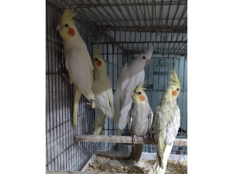 Teslime hazır sultan papağanları yetişen alır